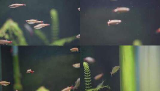 红尾鱼~1高清在线视频素材下载