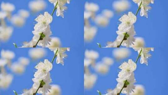 春天盛开的白色桃花花朵特写高清在线视频素材下载