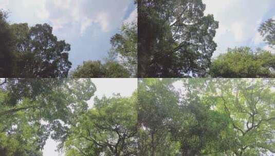 蓝天白云树林大自然环境高清在线视频素材下载