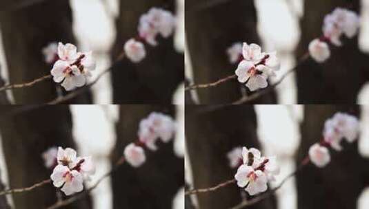 春天盛开的白色杏花高清在线视频素材下载