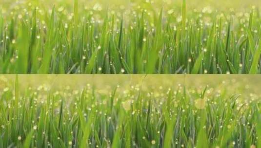 早晨阳光下的小草绿叶露水露珠高清在线视频素材下载