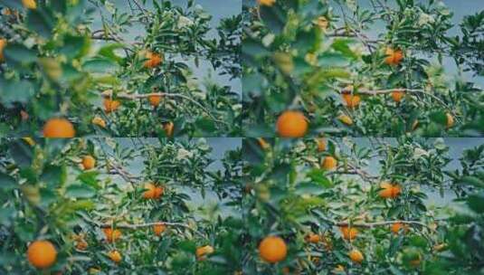 橙子果园水果高清在线视频素材下载
