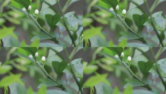 春天桔子树开花 桔子花特写高清在线视频素材下载