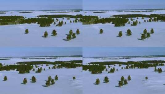 冬天雪地里的樟子松林高清在线视频素材下载