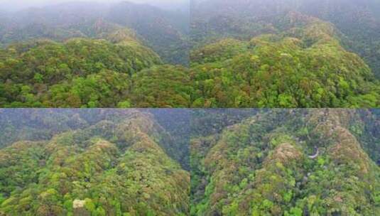 航拍森林山脉云雾环保沙县萝卜岩楠木保护区高清在线视频素材下载