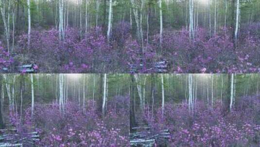 春季森林杜鹃红高清在线视频素材下载