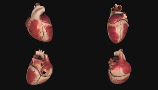 真正的心脏和X射线心脏高清在线视频素材下载