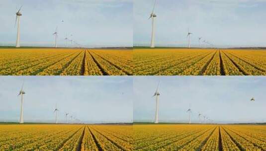 风车公园与郁金香花在春天风车涡轮机荷兰欧高清在线视频素材下载