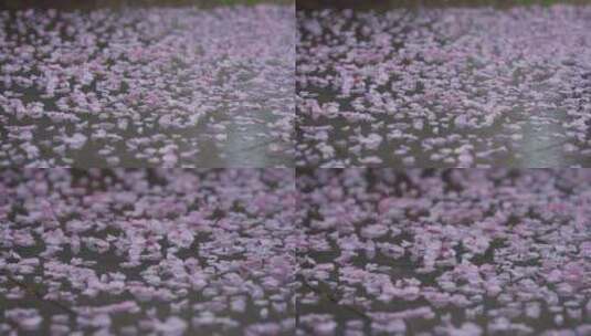 樱花落花高清在线视频素材下载