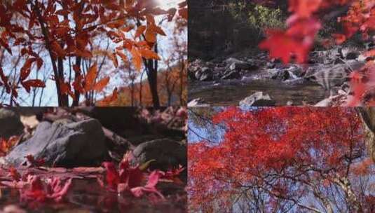 新宾岗山枫叶红叶枫叶下落溪水枫叶落在河流高清在线视频素材下载