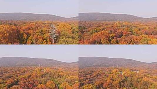 南京钟山风景区灵谷寺秋景高清在线视频素材下载