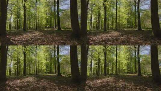 森林，环路过渡，林地，季节变化高清在线视频素材下载