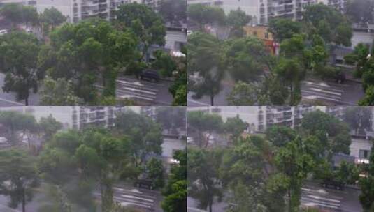 狂风暴雨下疯狂摇摆的行道树香樟树高清在线视频素材下载