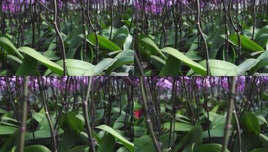 绿叶 叶脉 植物 自然 清新 绿色高清在线视频素材下载