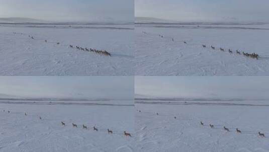 雪地上成群结队奔跑的狍子群高清在线视频素材下载