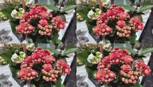室内盆栽绿植花卉高清在线视频素材下载