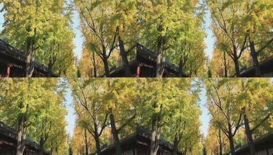 金秋虎丘塔被包围在金黄银杏叶中高清在线视频素材下载