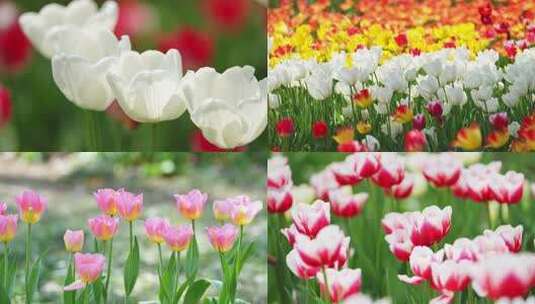 春天武汉植物园的郁金香花海太美大合集高清在线视频素材下载