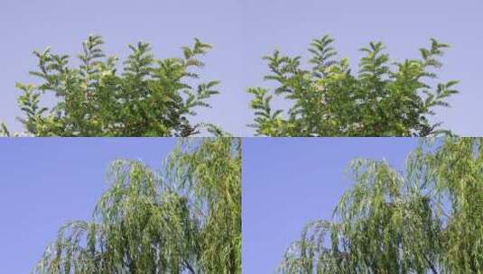 树叶 阳光 阳光透过树叶 树叶空镜头高清在线视频素材下载