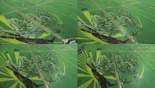 稻田画 稻田 水稻 农业 乡村 绿色高清在线视频素材下载