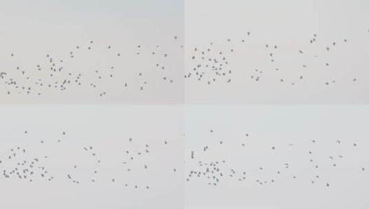 春天天空一群鸟飞翔高清在线视频素材下载