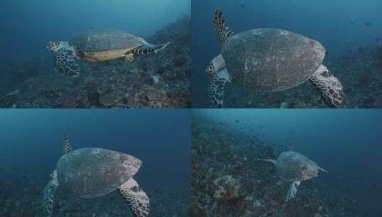 在深海里游泳的海龟特写高清在线视频素材下载