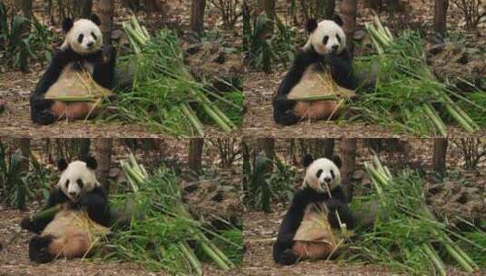 一只国宝大熊猫坐着吃竹子特写高清在线视频素材下载