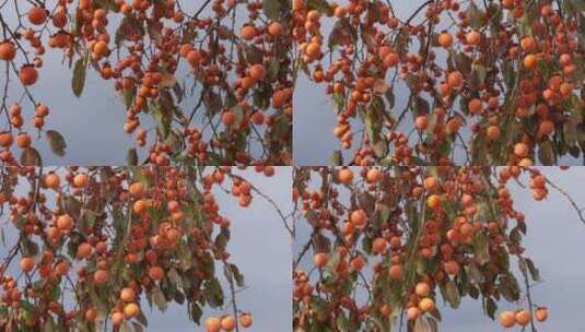 秋天秋季成熟柿子果实4k实拍高清在线视频素材下载