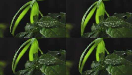 雨中的植物高清在线视频素材下载