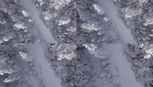 雪松 航拍  冬季 冬天 冰雪 树林高清在线视频素材下载