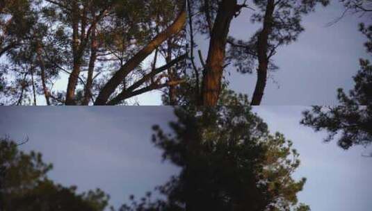 仰拍树林穿行仰视森林树木剪影高清在线视频素材下载