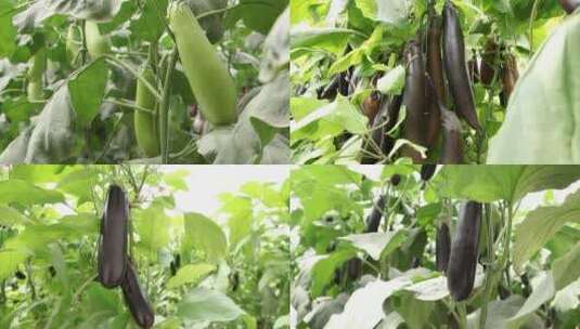 茄子种植蔬菜大棚现代农业发展高清在线视频素材下载