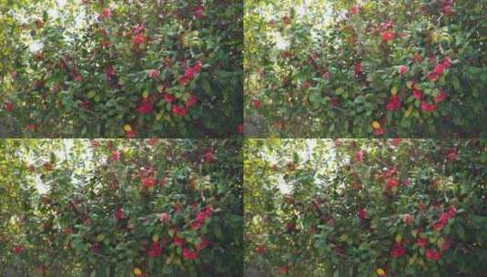 山茶花红色花朵高清在线视频素材下载