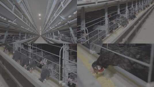 4K鸡舍黑凤鸡养殖场S-Log素材高清在线视频素材下载