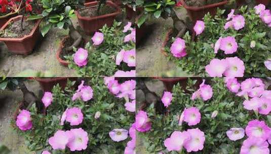 盛开的的花朵高清在线视频素材下载