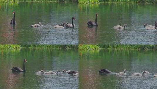 湖面上的黑天鹅和幼崽高清在线视频素材下载
