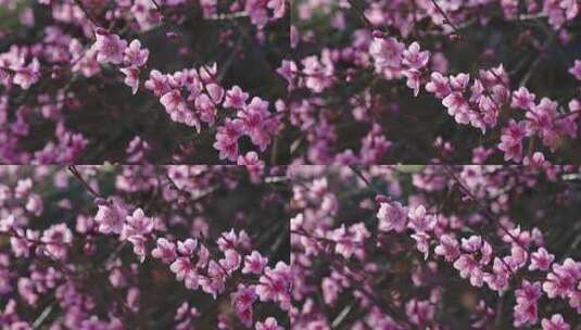 春天阳光下盛开的桃花高清在线视频素材下载