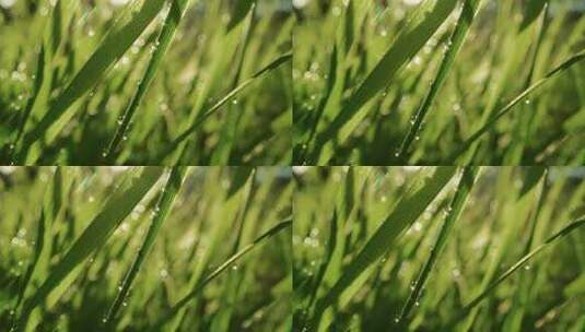 大自然水滴滴水雨雨滴绿色树叶水珠露水自然高清在线视频素材下载