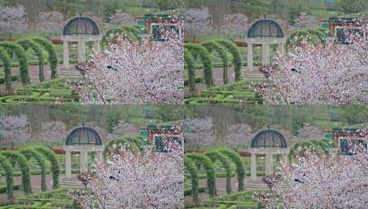 樱花园樱花树下游客视频高清在线视频素材下载