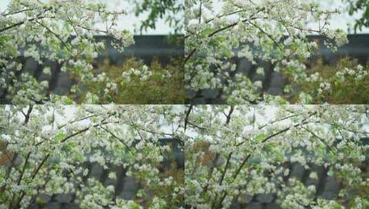 杭州钱王祠春天清明节雨天古建筑自然唯美高清在线视频素材下载