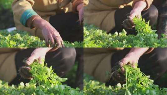 在河里洗菜高清在线视频素材下载