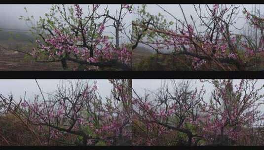 雨后桃花高清在线视频素材下载