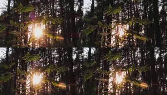 日落树林高清在线视频素材下载