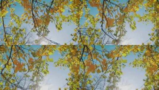 阳光下五颜六色的秋叶高清在线视频素材下载