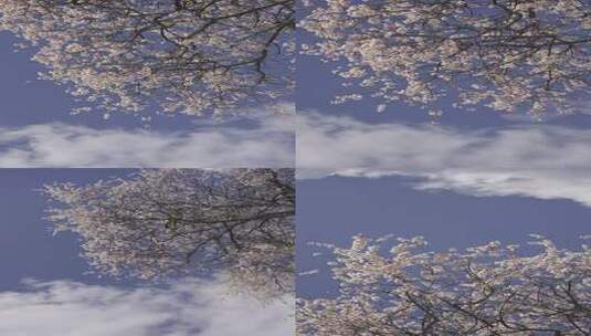 西藏林芝桃花村桃花树1080P高清在线视频素材下载