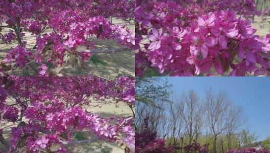春天森林公园海棠花盛放唯美清新浪漫蜜蜂高清在线视频素材下载
