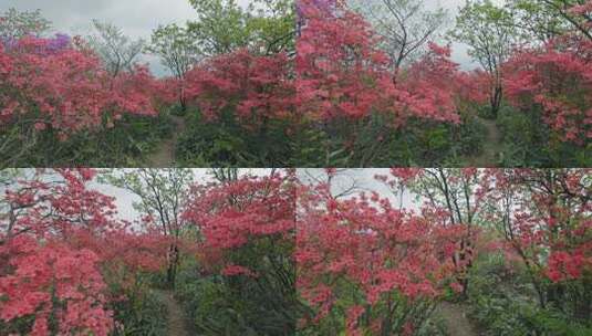 春天红色杜鹃花映山红丛林高清在线视频素材下载