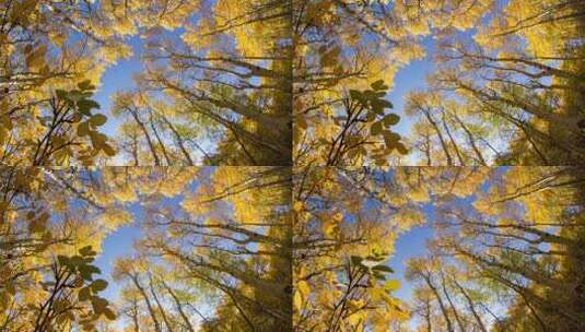 秋季白桦林延时摄影高清在线视频素材下载