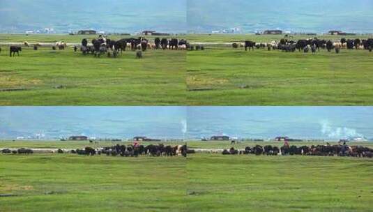 高原草原上牧民放牧耗牛牛群羊群猪马村落高清在线视频素材下载