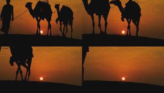 落日下的骆驼队高清在线视频素材下载